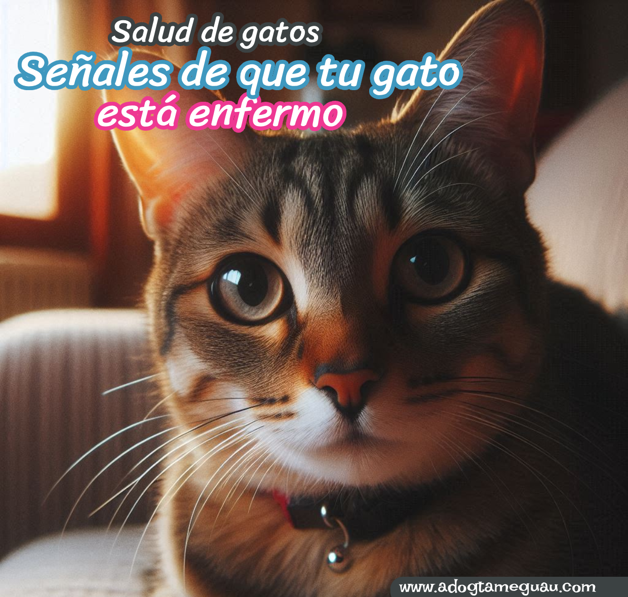 Gato mostrando señales silenciosas de enfermedad en casa